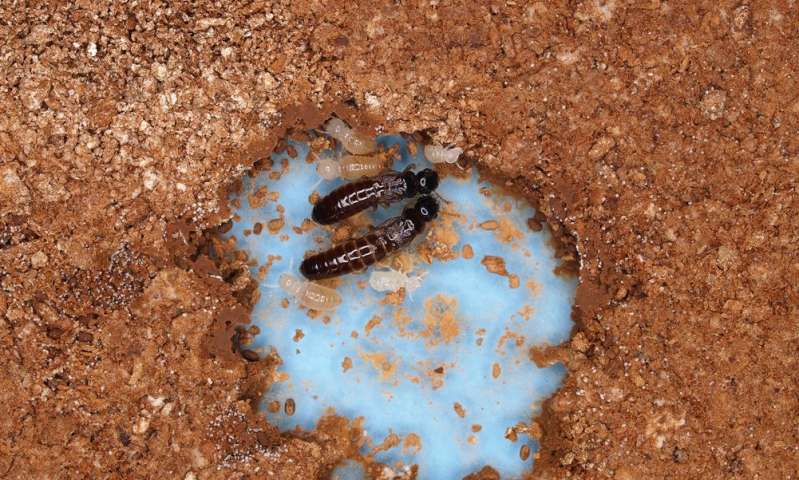 一些雌性白蚁可以在没有雄性的情况下繁殖