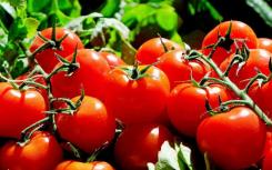 西红柿混合化学鸡尾酒 早期发现粮食作物的抗病性