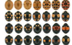 瓢虫甲虫颜色模式形成的机制