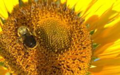 向日葵花粉对蜜蜂具有药用保护作用