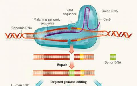开创性的生物学家通过基因组编辑创造了新的作物