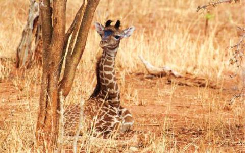 长颈鹿婴儿继承了母亲的斑点模式