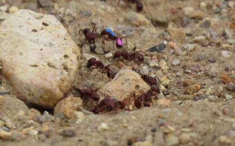 喂蚂蚁多巴胺可能会使他们更聪明的觅食者
