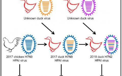 疫苗接种后鸭子中的新型禽流感病毒在很大程度上阻止了鸡的H7N9