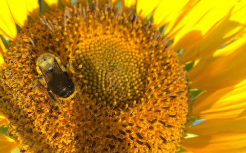 向日葵花粉对蜜蜂具有药用保护作用