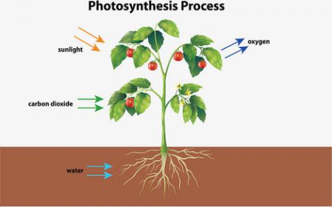 光合作用的发现可以帮助下一代生物技术