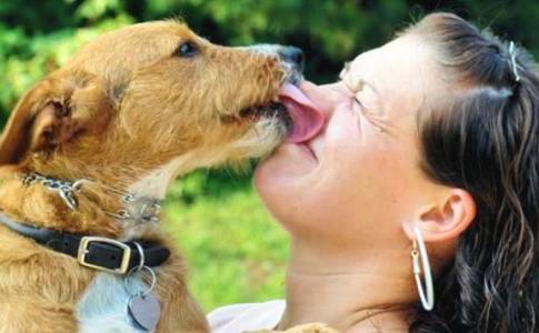 更快更简单的检测犬的传染病