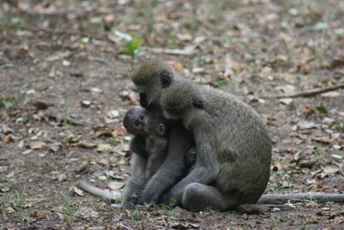 感染细菌的野生非洲猴子在人类中引起雅司病 