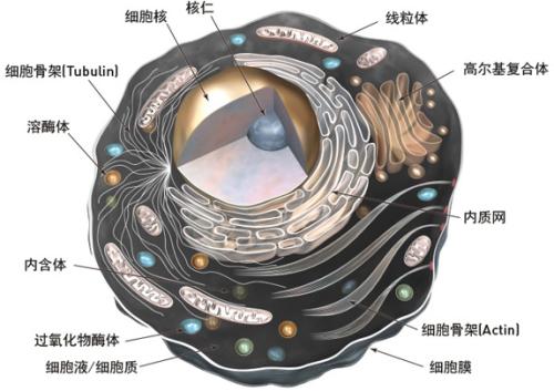 肠道根据饮食改变其细胞结构