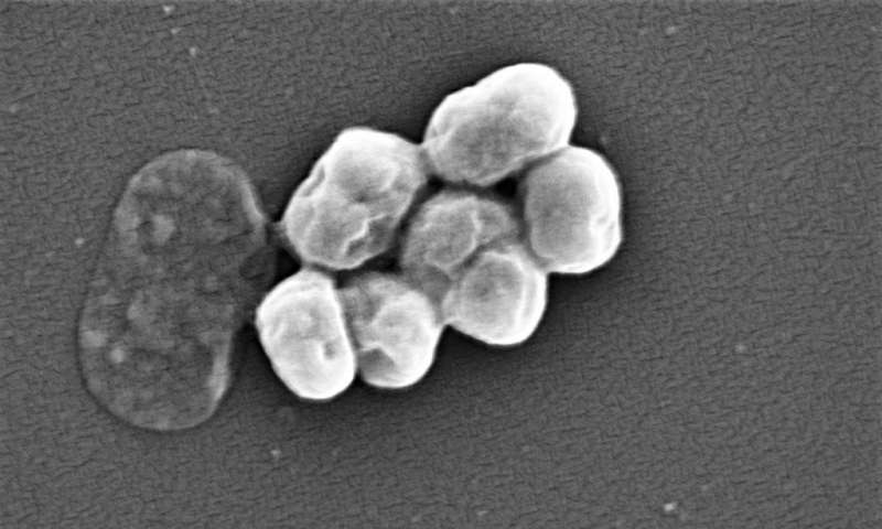 研究表明细菌会改变其表面以增加抗生素抗性