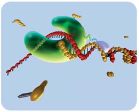 研究人员在分子水平上研究DNA聚合酶