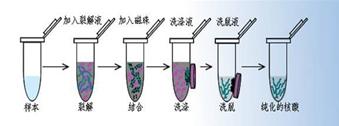 DNA相分离的新见解