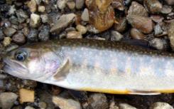 宾夕法尼亚州流域野生鱼类中几乎没有孵化溪流鳟鱼基因