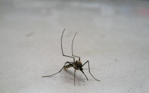 在实验室实验中消灭了可以携带疟疾的蚊子