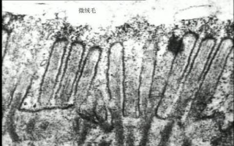 微绒毛是如何形成的