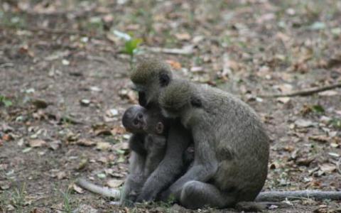 感染细菌的野生非洲猴子在人类中引起雅司病 