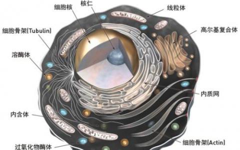 肠道根据饮食改变其细胞结构