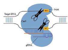 新方法推进CRISPR / Cas gRNA试剂的开发
