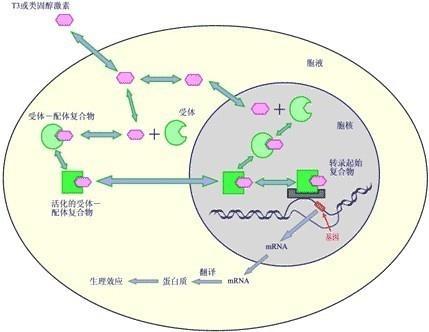 雄激素受体在调节多种线粒体过程中起着至关重要的作用