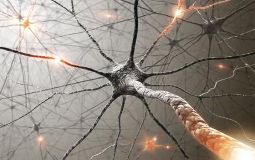 Salk科学家展示了神经元的背景噪声如何能够引起人们的注意