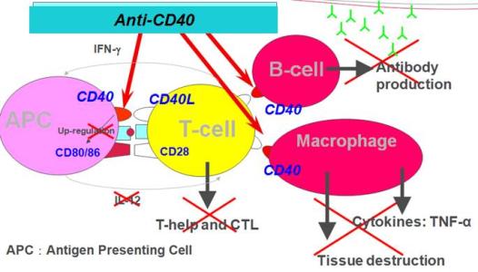 新研究发现CD40分子是危险细菌的关键切入点