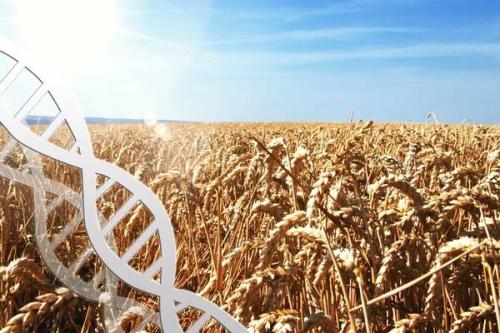 小麦基因组蓝图加速了创新