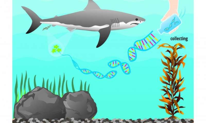 研究人员使用环境DNA来检测当地水域中白鲨的存在