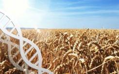 小麦基因组蓝图加速了创新