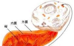 蛋白质冲向线粒体 一种新的运输途径被发现