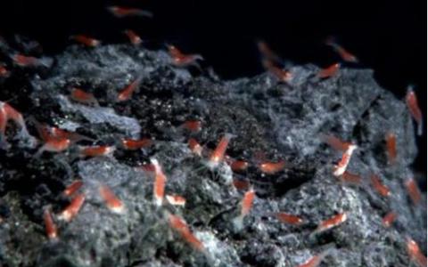 新型碳源维持着深海微生物群落