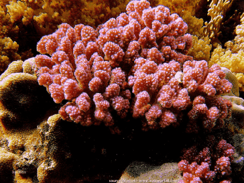 在巴拿马发现的新软珊瑚物种