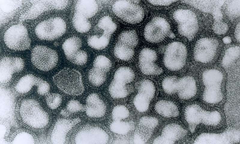 科学家发现可能有助于药物开发的流感蛋白行为