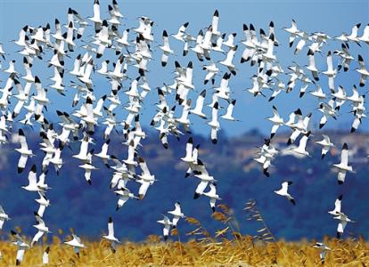 汞污染有可能损害鸟类迁徙的能力