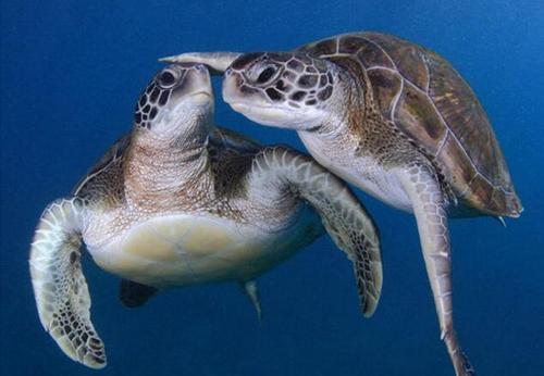 海龟物种的减少可能会影响全球的环境