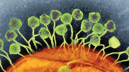 传染性细菌如何通过治疗冬眠