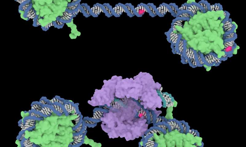 研究人员表明核小体可以抑制CRISPR-Cas9的切割效率