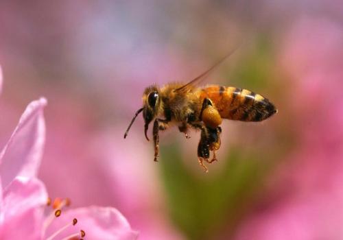 研究表明甲虫幼虫如何适应不同的蜜蜂寄主
