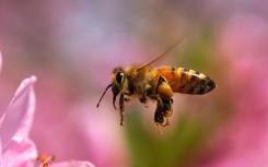研究表明甲虫幼虫如何适应不同的蜜蜂寄主