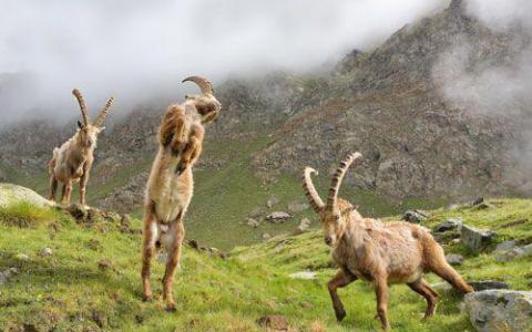 团队报告在阿富汗发现罕见的野生山羊物种