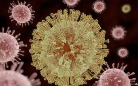 新技术揭示了寨卡病毒如何在细胞内相互作用