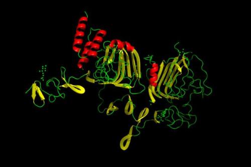科学家们发现了热休克蛋白的新功能