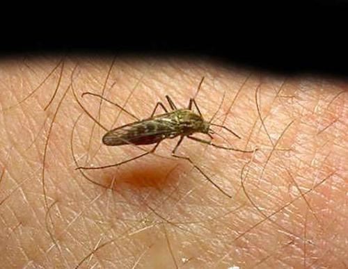 等位基因显示拟除虫菊酯抗性在非洲蚊子中的传播