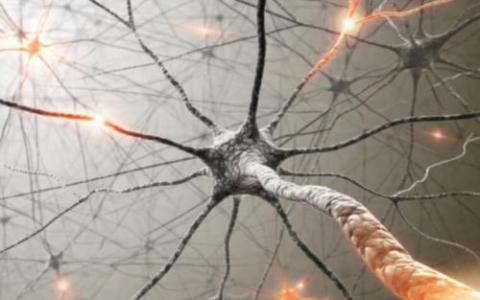 神经元形状是抗抑郁效果的关键