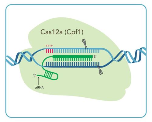 两项不相关的研究导致发现CRISPR-Cas12a抑制剂