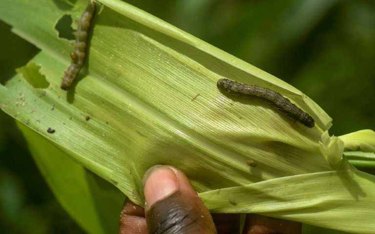 吃作物的害虫可能会袭击非洲的粮食供应