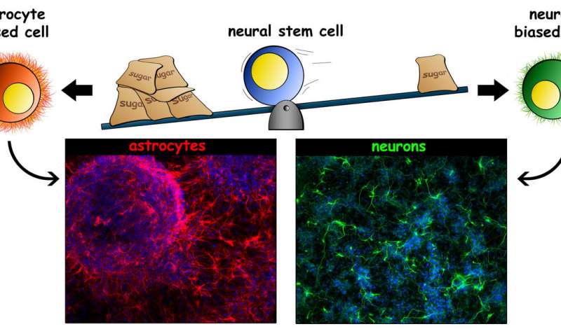 研究确定了决定细胞命运的干细胞特性