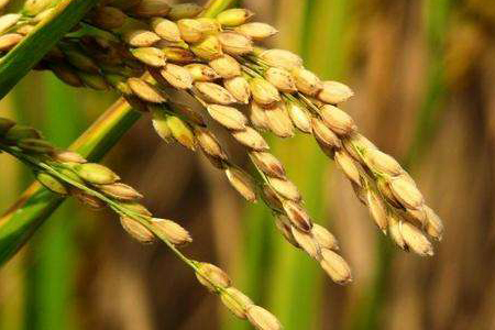 利用其天然防御保护水稻