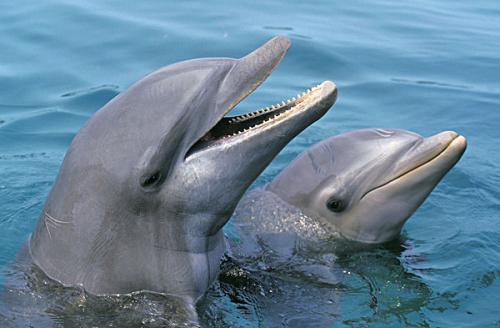 在宽吻海豚中发现内分泌干扰物