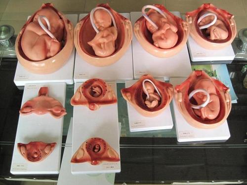 研究人员揭示了胚胎发育过程中组织和器官是如何雕刻的