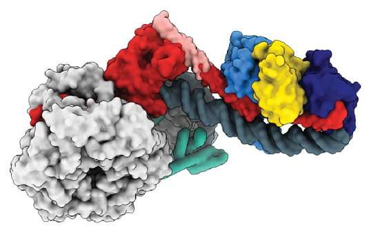 基因组DNA被包装成紧密凝聚的形式